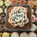 Graptoveria 'Bubble Bomb' 2" Succulent Plant Cutting