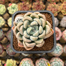 Graptoveria 'Bubble Bomb' 2" Succulent Plant Cutting