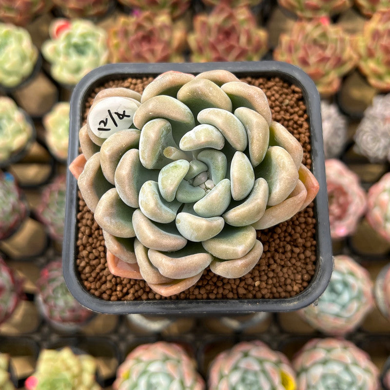 Graptoveria 'Bubble Bomb' 2" Succulent Plant Cutting