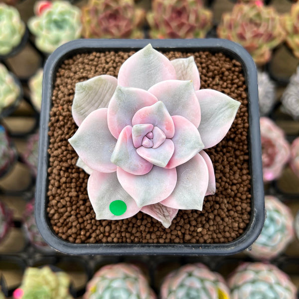 Graptopetalum 'Purple Delight' Variegated 2" Succulent Plant Cutting