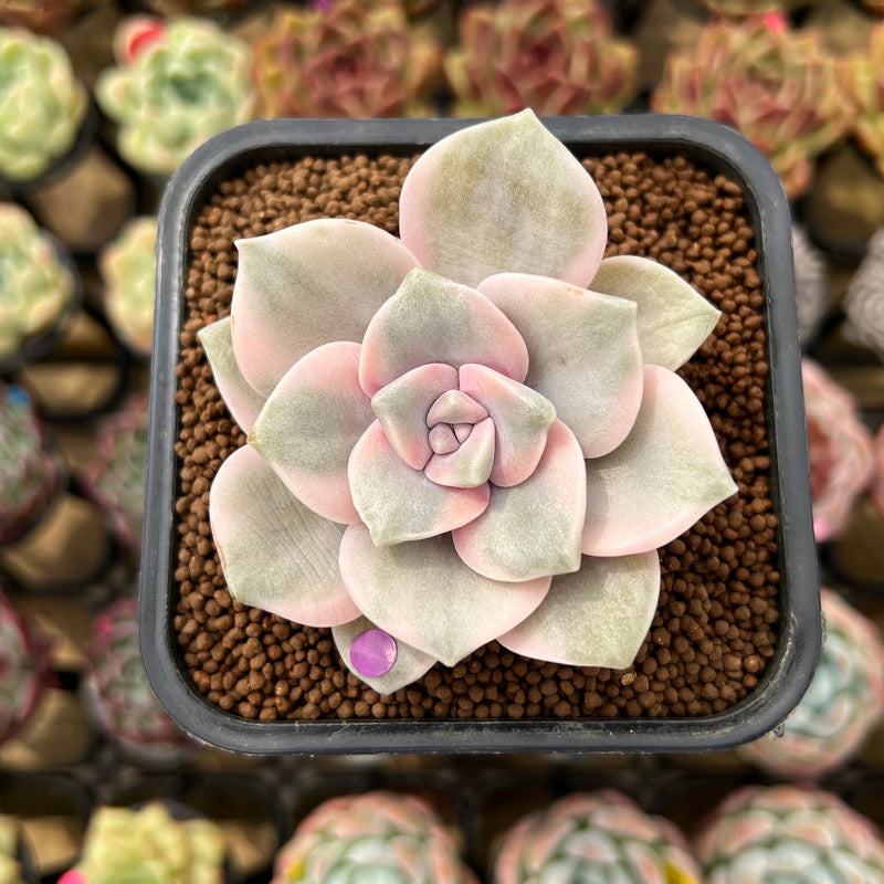 Graptopetalum 'Purple Delight' Variegated 2" Succulent Plant Cutting