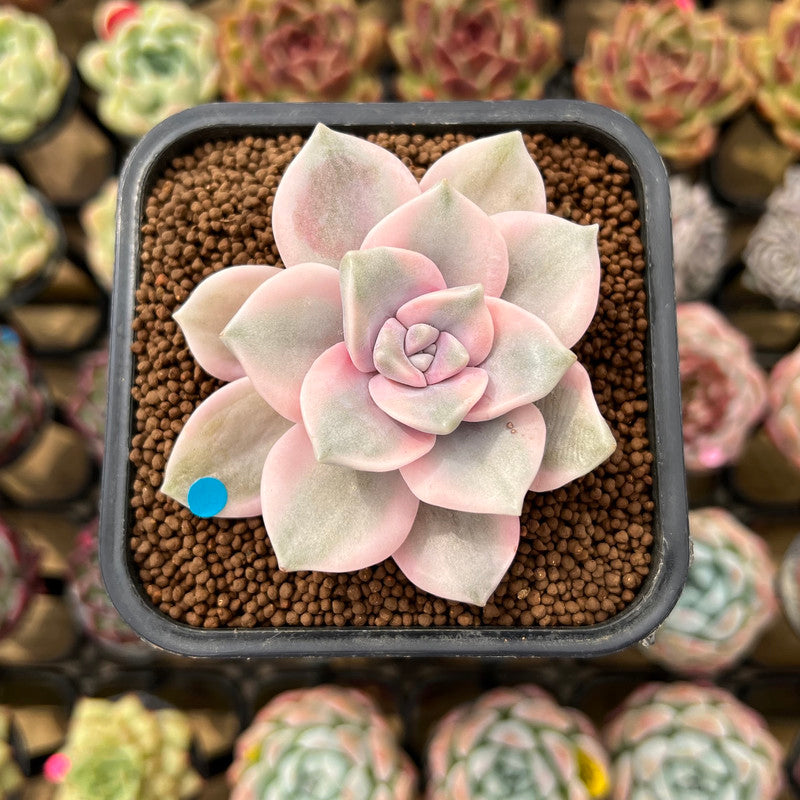 Graptopetalum 'Purple Delight' Variegated 2" Succulent Plant Cutting