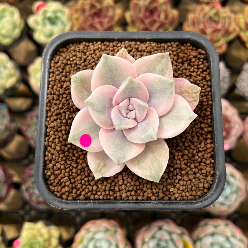 Graptopetalum 'Purple Delight' Variegated 2" Succulent Plant Cutting