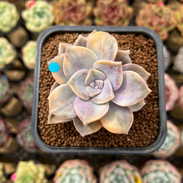 Graptopetalum 'Purple Delight' Variegated 2" Succulent Plant Cutting