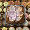 Graptopetalum 'Purple Delight' Variegated 2" Succulent Plant Cutting