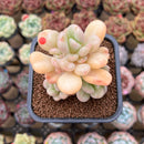 Echeveria 'Bill Gates' 2" Succulent Plant Cutting