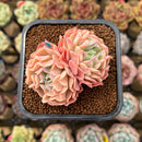 Echeveria 'Revolution' 2" Succulent Plant Cutting