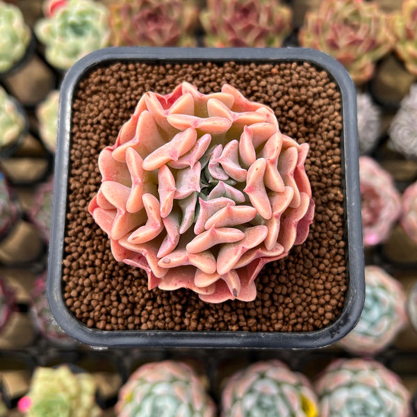 Echeveria 'Revolution' 2" Succulent Plant Cutting