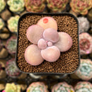 Graptopetalum 'Kupumiin' 1" Succulent Plant Cutting