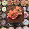 Echeveria Hybrid sp. 1" Flower Village Hybrid Succulent Plant Cutting