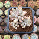 Pachyphytum sp. 2" Succulent Plant Cutting