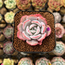 Echeveria 'Soul Mint' 1" Succulent Plant Cutting