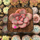 Echeveria 'Apple Candy' 2" Succulent Plant Cutting