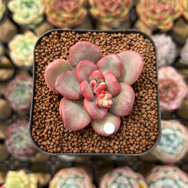 Echeveria 'Apple Candy' 2" Succulent Plant Cutting