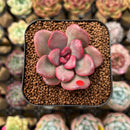 Echeveria 'Apple Candy' 2" Succulent Plant Cutting