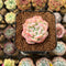 Echeveria Hybrid sp. 1" Flower Village Hybrid Succulent Plant Cutting