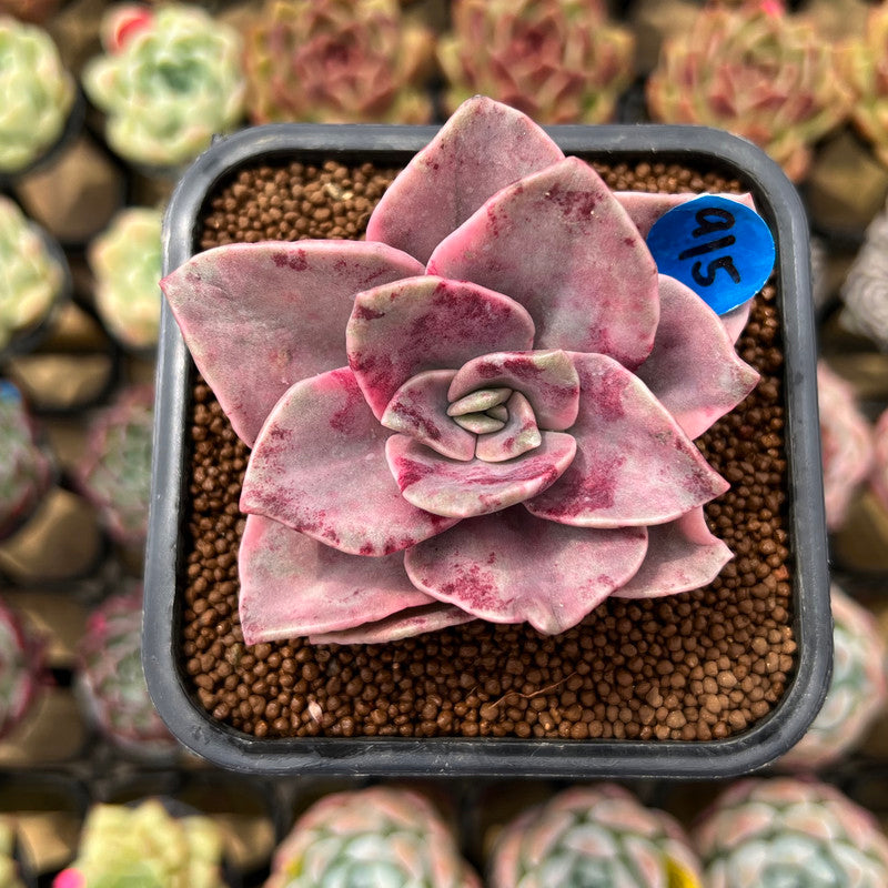 Graptopetalum 'Bainesii' Variegated 2"-3" Succulent Plant Cutting