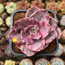 Graptopetalum 'Bainesii' Variegated 2"-3" Succulent Plant Cutting