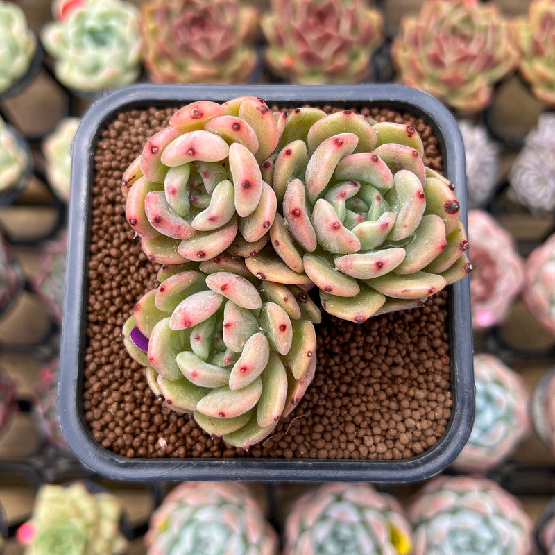 Echeveria 'Sunshine' 2" Succulent Plant Cutting