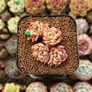 Echeveria sp. 1"-2" Succulent Plant Cutting