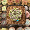 Echeveria 'Amethyst' 2" Succulent Plant Cutting