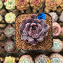 Echeveria 'Black Queen' x 'Laulensis' Selected Clone 2" New Flower Village Original Hybrid Succulent Plant Cutting