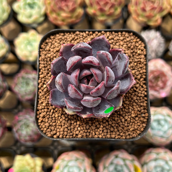 Echeveria 'Black Queen' x 'Laulensis' Selected Clone 2" New Flower Village Original Hybrid Succulent Plant Cutting