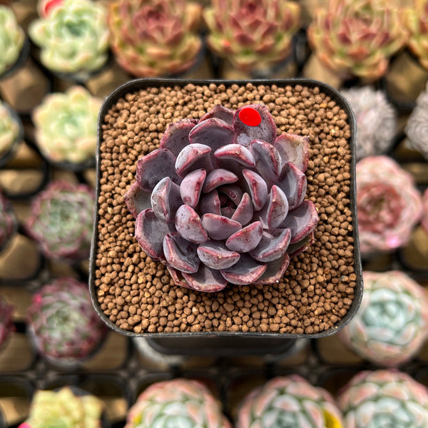 Echeveria 'Black Queen' x 'Laulensis' Selected Clone 2" New Flower Village Original Hybrid Succulent Plant Cutting