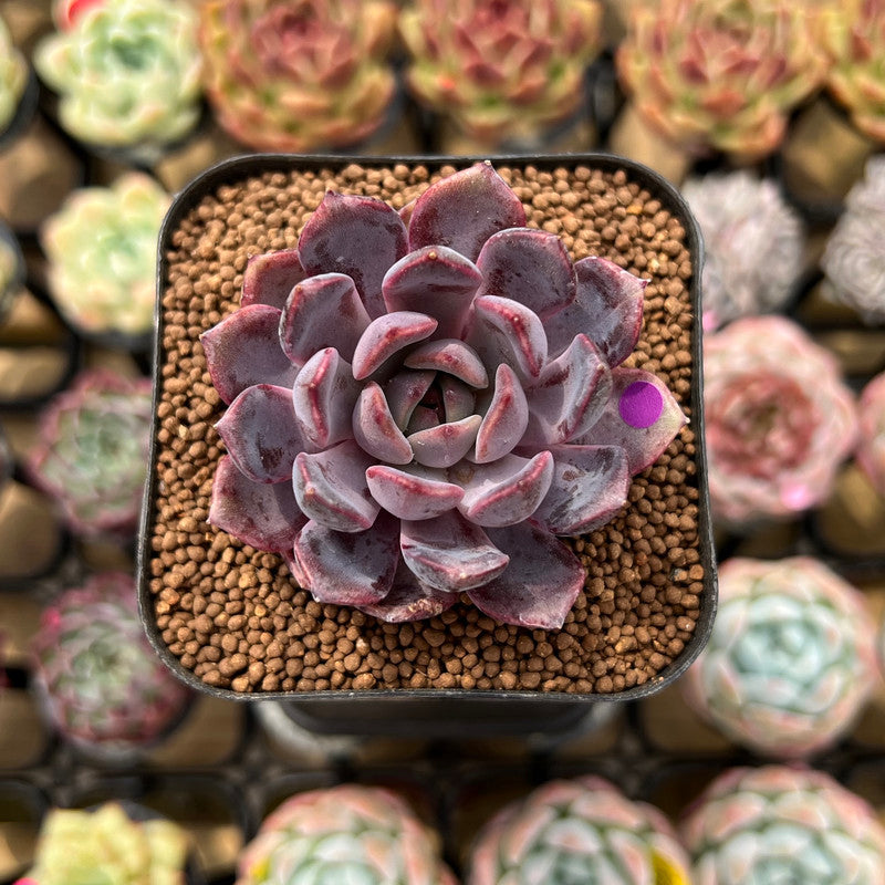 Echeveria 'Black Queen' x 'Laulensis' Selected Clone 2" New Flower Village Original Hybrid Succulent Plant Cutting