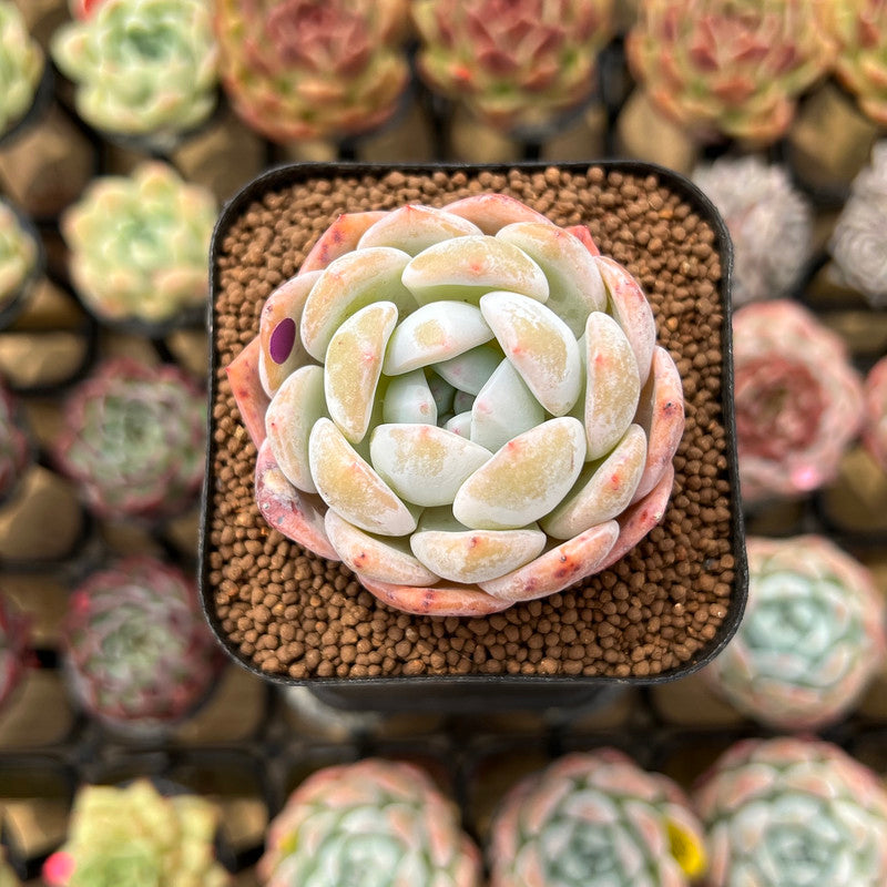 Echeveria 'Orange Monroe' 1"-2" Succulent Plant Cutting