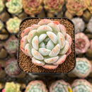 Echeveria 'Orange Monroe' 1"-2" Succulent Plant Cutting