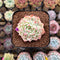 Echeveria sp. 2" Succulent Plant Cutting