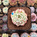 Echeveria sp. 2" Succulent Plant Cutting