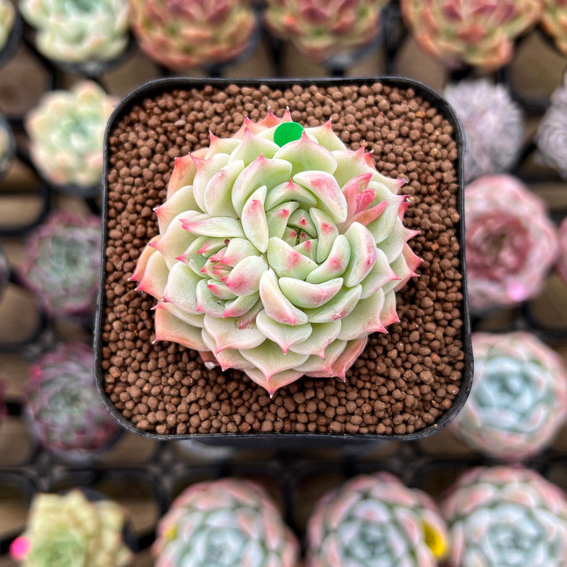 Echeveria sp. 2" Succulent Plant Cutting