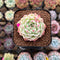 Echeveria sp. 2" Succulent Plant Cutting