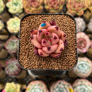 Echeveria Agavoides sp. 2" Succulent Plant Cutting