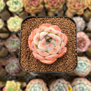 Echeveria Hybrid sp. 1"-2" Flower Village Hybrid Succulent Plant Cutting