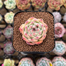 Echeveria Hybrid sp. 1"-2" Flower Village Hybrid Succulent Plant Cutting