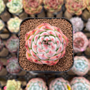 Echeveria Hybrid sp. 1"-2" Flower Village Hybrid Succulent Plant Cutting