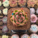 Echeveria Agavoides sp. 1"-2" Succulent Plant Cutting