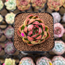 Echeveria Agavoides sp. 1"-2" Succulent Plant Cutting