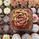 Echeveria Agavoides sp. 1"-2" Succulent Plant Cutting