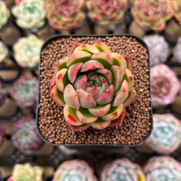 Echeveria Agavoides sp. 1"-2" Succulent Plant Cutting