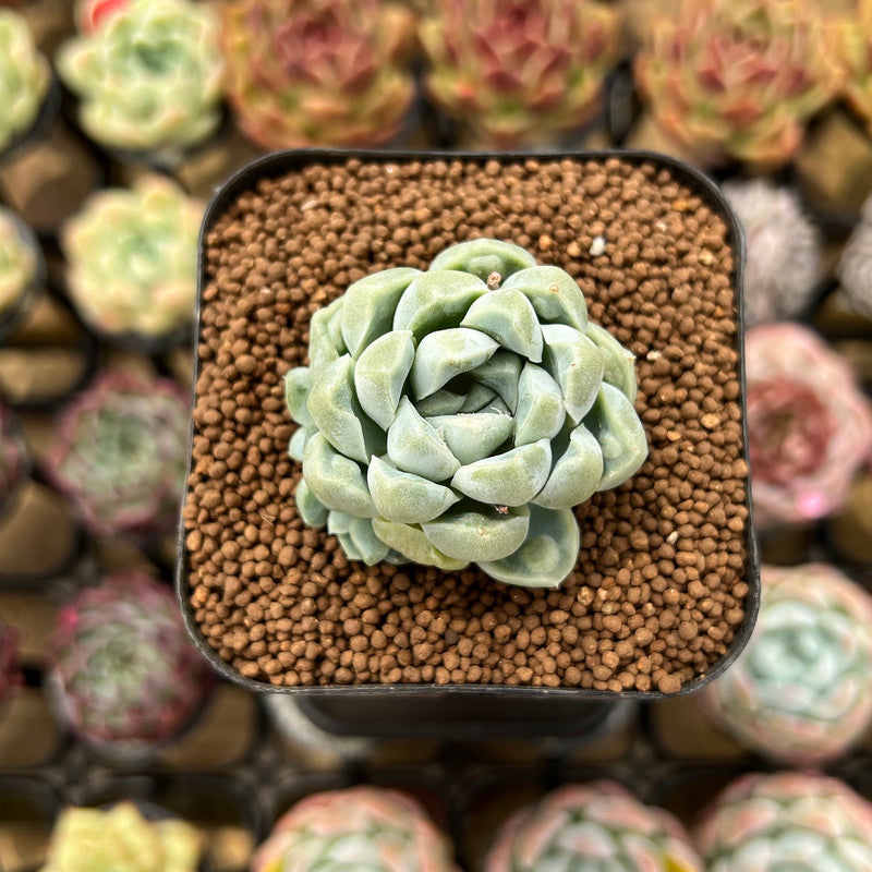 Echeveria 'Albi Drop' 1 Succulent Plant Cutting