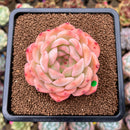 Echeveria 'Happiness' 2"-3" New Hybrid Succulent Plant Cutting