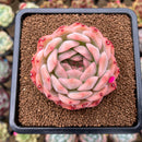 Echeveria 'Happiness' 2"-3" New Hybrid Succulent Plant Cutting