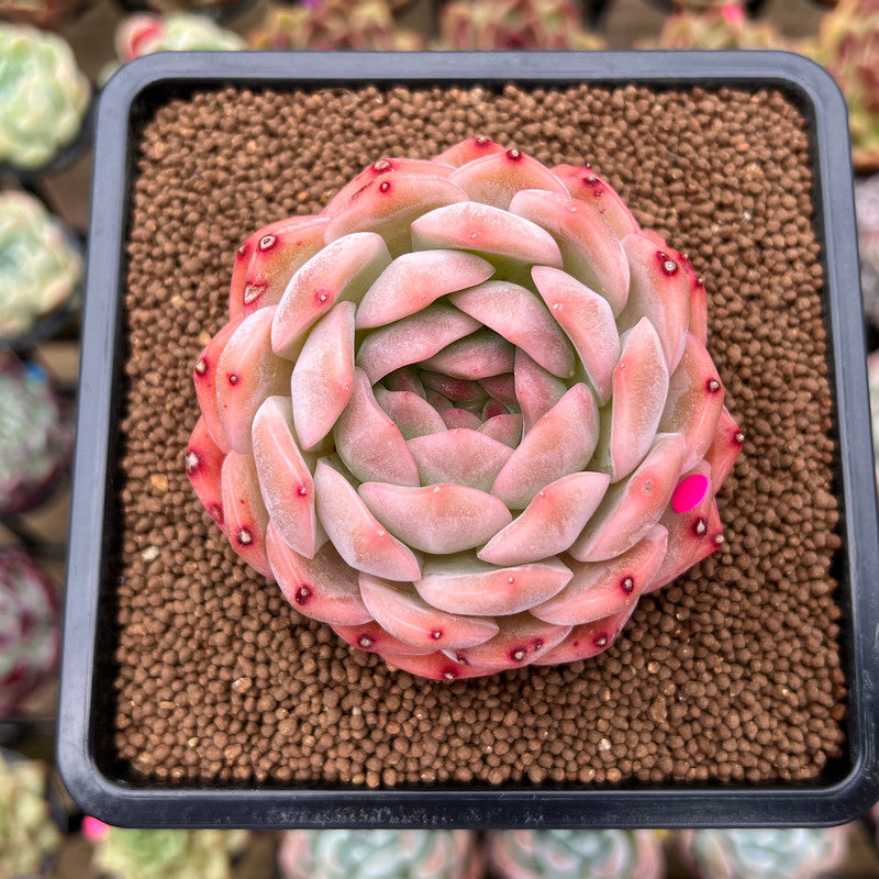 Echeveria 'Happiness' 2"-3" New Hybrid Succulent Plant Cutting