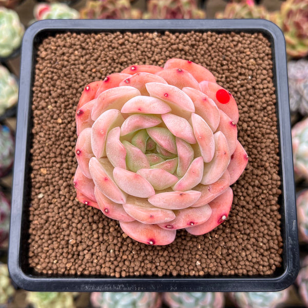 Echeveria 'Happiness' 2"-3" New Hybrid Succulent Plant Cutting