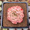 Echeveria 'Happiness' 2"-3" New Hybrid Succulent Plant Cutting