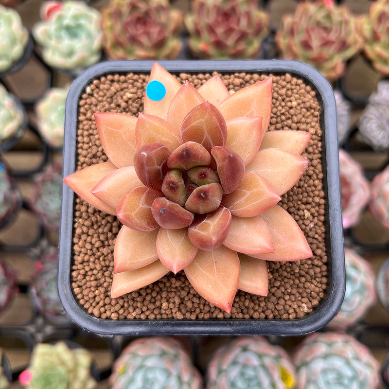 Pachyphytum sp. 1"-2" Flower Village Hybrid Succulent Plant Cutting